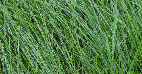 Dewdrops on grass in the early morning
