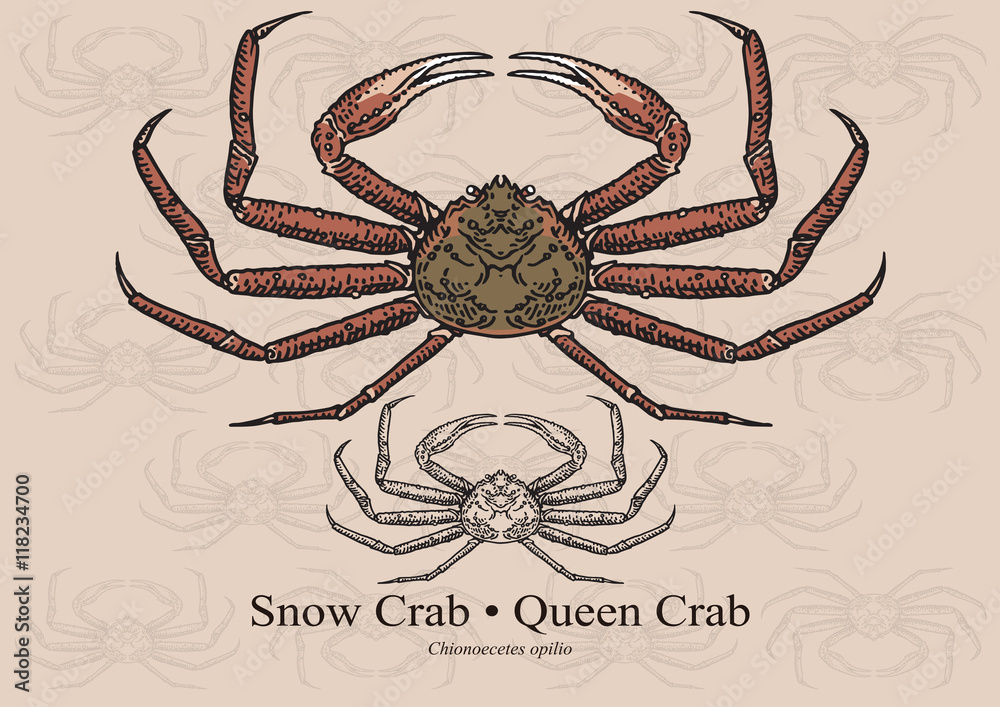 Easy Guide to Opilio Crab Season Length 2024 AtOnce