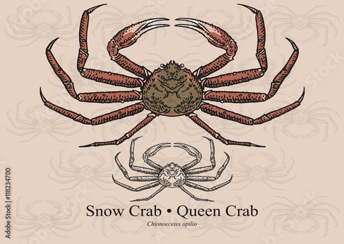 Snow crab (Queen crab). Vector illustration for artwork in small sizes. Suitable for graphic and packaging design, educational examples, web, etc.