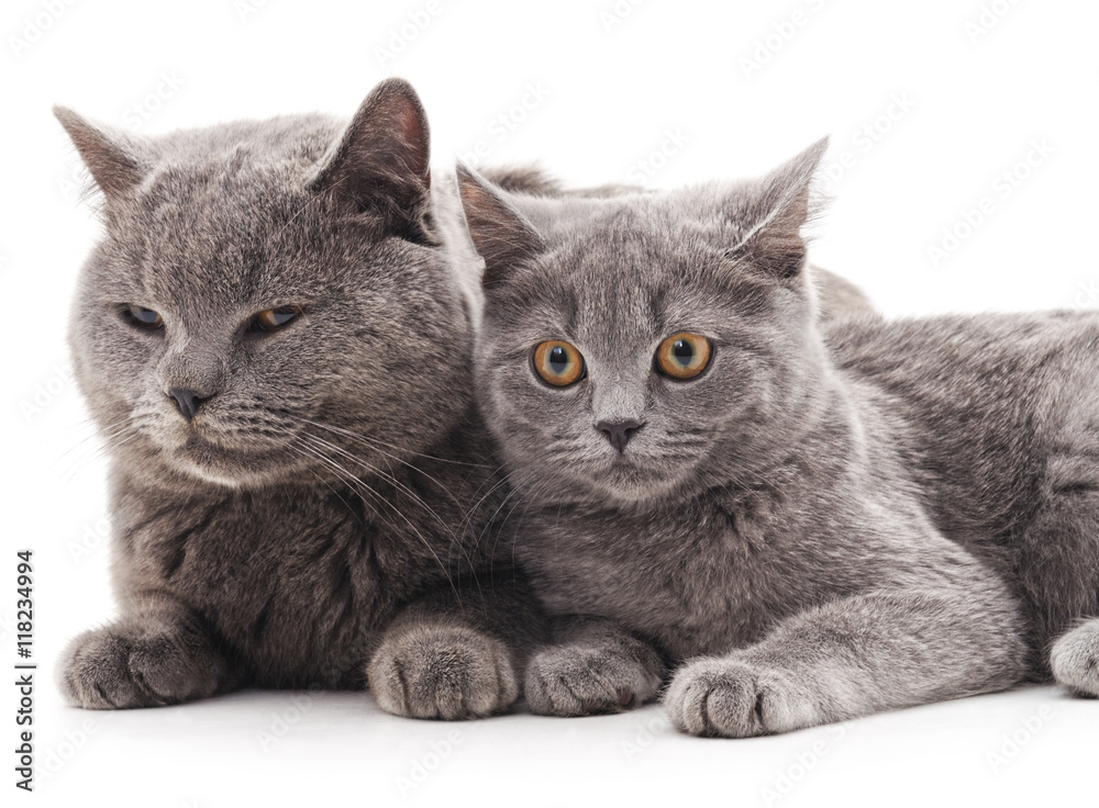 Two gray cats.