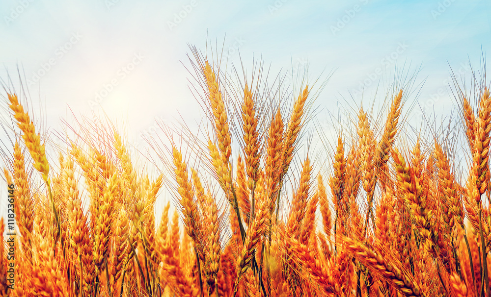 Wheat field against a blue sky. Golden Ears wheat or rye. Wheat field against a blue sky. Golden Ears wheat or rye.