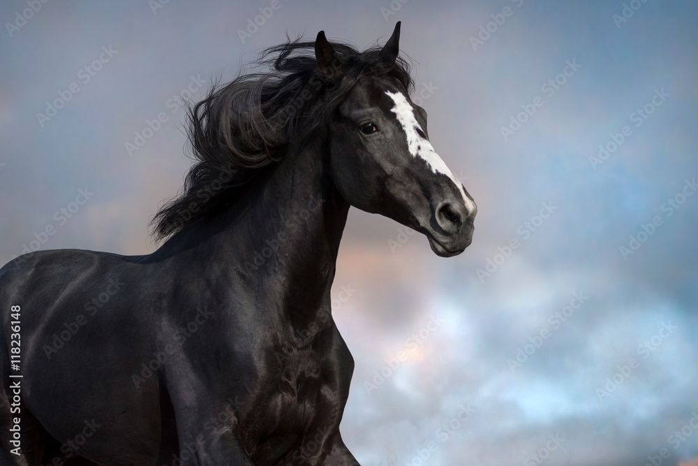 Black horse portrait in motion Foto, Poster, Wandbilder bei EuroPosters