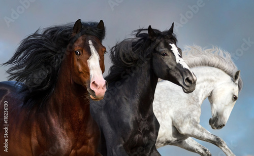 Portrait of three beautiful horses in motion against blue sky