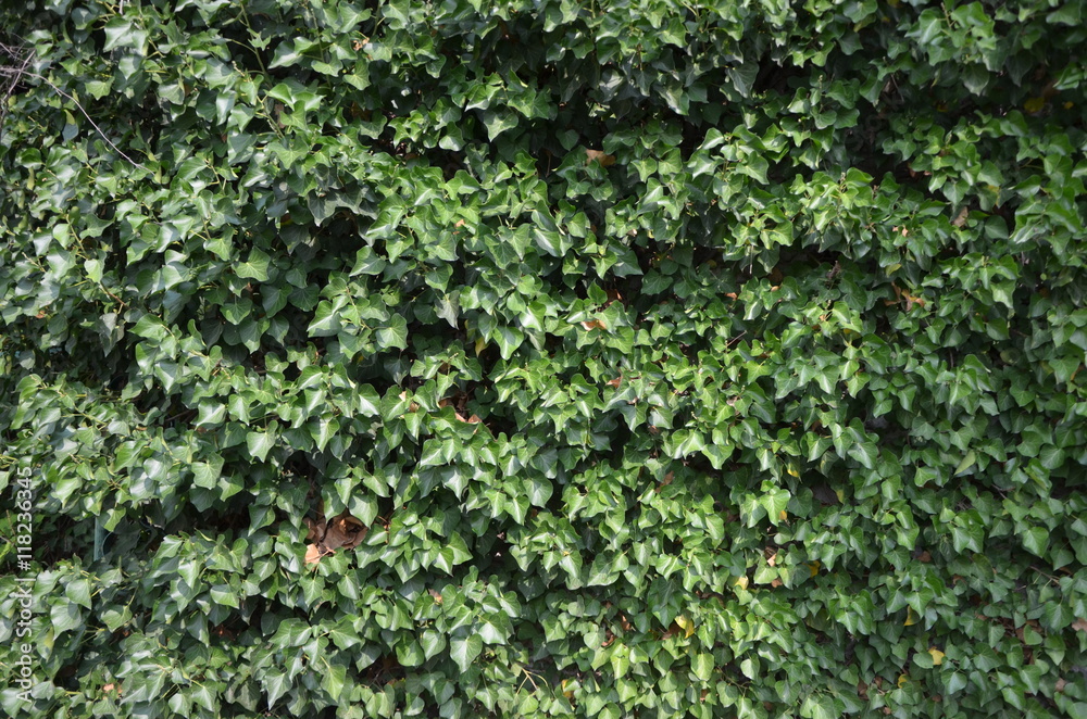 Green  leaves ivy on a wall of house. Garden / Background.