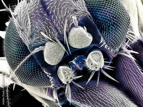 Magnified fruit fly