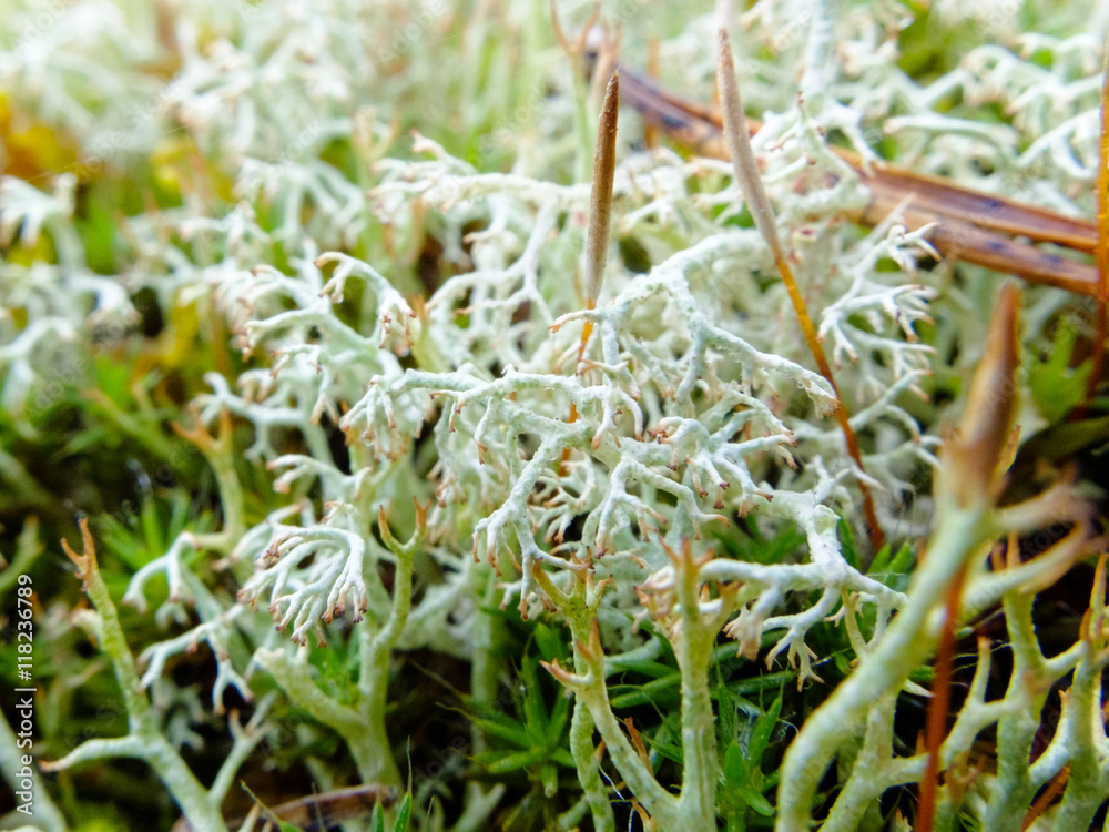 White moss macro. Plant the moss covering the stones. Soft plant of the tundra and North.