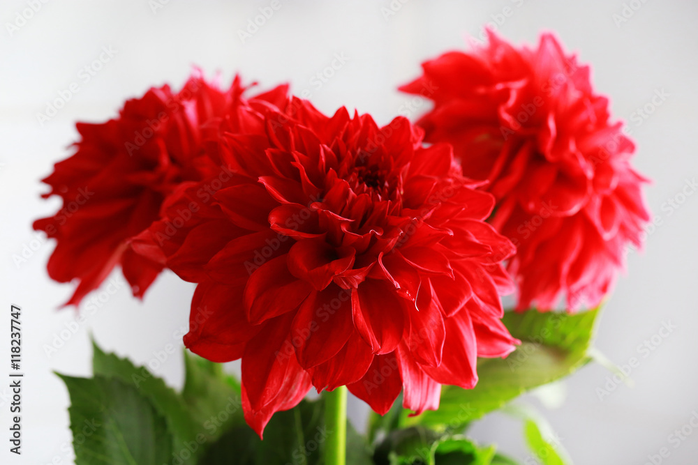 Fresh bouquet of red dahlias on white bacground Fresh bouquet of red dahlias on white bacground