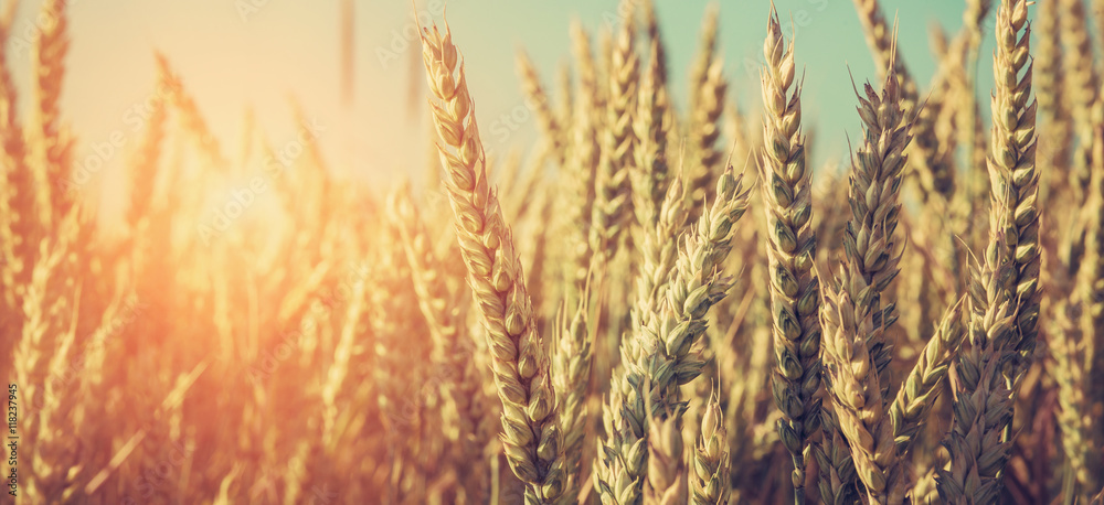 Fototapeta premium Close up of golden ear on the wheat or rye field background. small deps of field. instagram toning effect