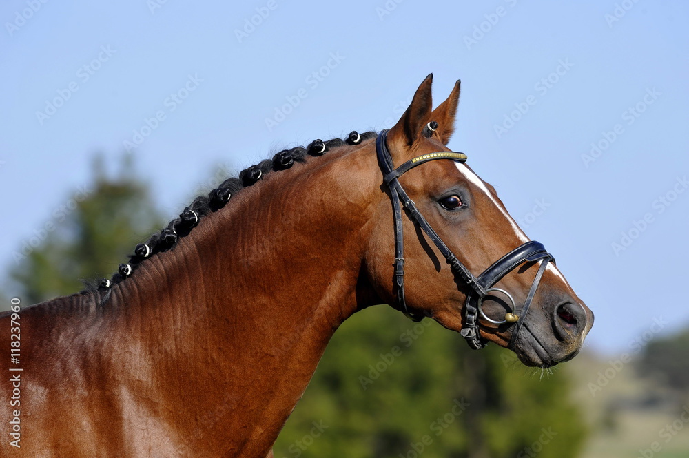 Obraz premium Hengstportrait