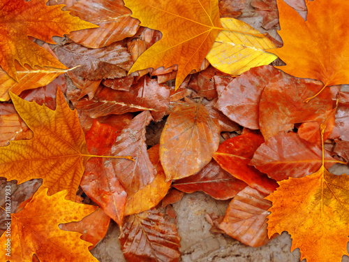 colorful leaves in autumn