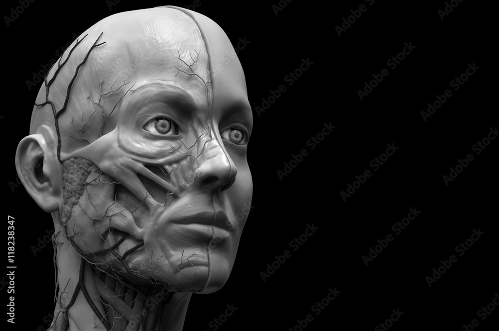 Human anatomy background , anatomy of the head for a female , realistic 3D rendering in black and white Human anatomy background , anatomy of the head for a female , realistic 3D rendering in black and white