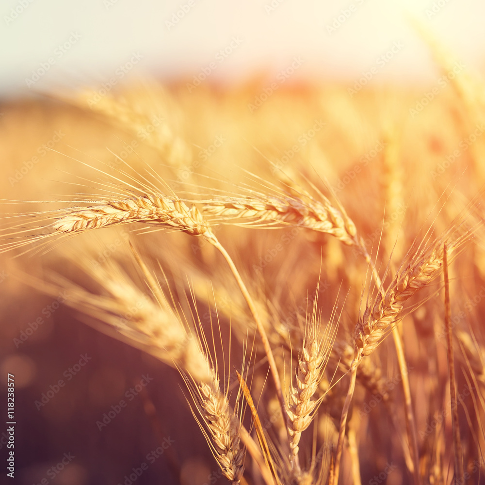golden ears of wheat or rye on the field, close up with drops of dew. golden ears of wheat or rye on the field, close up with drops of dew.