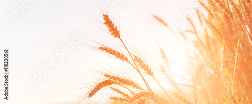 golden ears of wheat or rye on the field, close up. majestic rural landscape. copy spase. web background