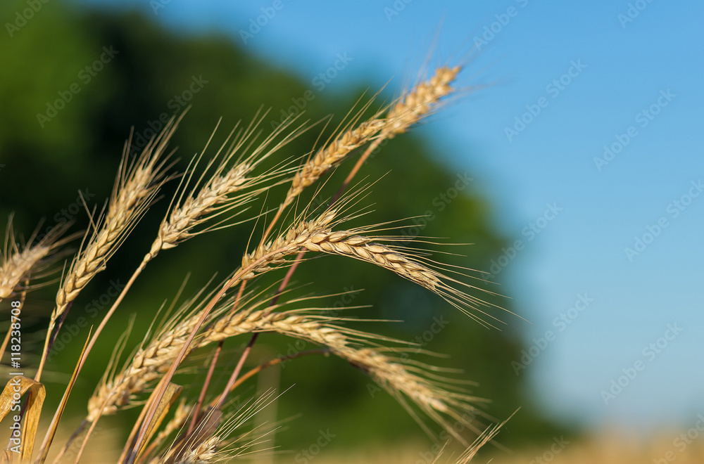 golden ears of wheat or rye. close up. under the influence of sunlight golden ears of wheat or rye. close up. under the influence of sunlight