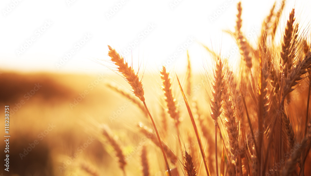 Wheat field on the background of the setting sun. majestic rural landscape. golden ears in the sunlight Wheat field on the background of the setting sun. majestic rural landscape. golden ears in the sunlight