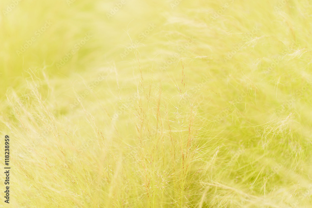 Weeds Weeds