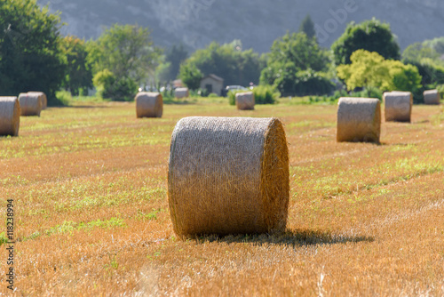 Rolls of haystack