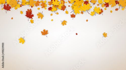 Autumn background with maple leaves.