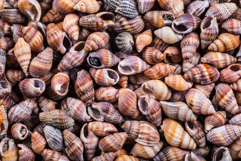 variety of sea shells from beach - panoramic - with large scallo variety of sea shells from beach - panoramic - with large scallo