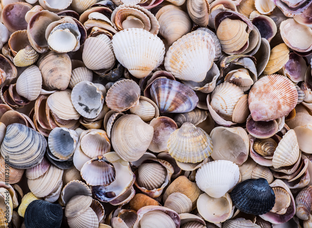 variety of sea shells from beach - panoramic - with large scallo