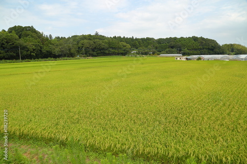 Rice paddy. It's in Inzai-shi, Chiba. The green fields and the open rice paddy are the very comfortable landscape.