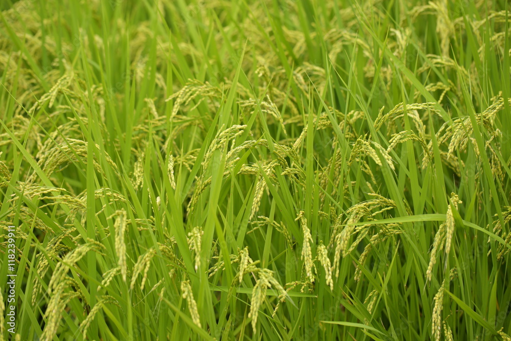 Rice paddy. It's in Inzai-shi, Chiba. The green fields and the open rice paddy are the very comfortable landscape. Rice paddy. It's in Inzai-shi, Chiba. The green fields and the open rice paddy are the very comfortable landscape.