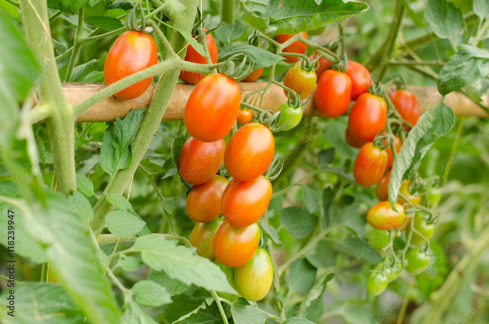 Ripe tomatoes on a branch