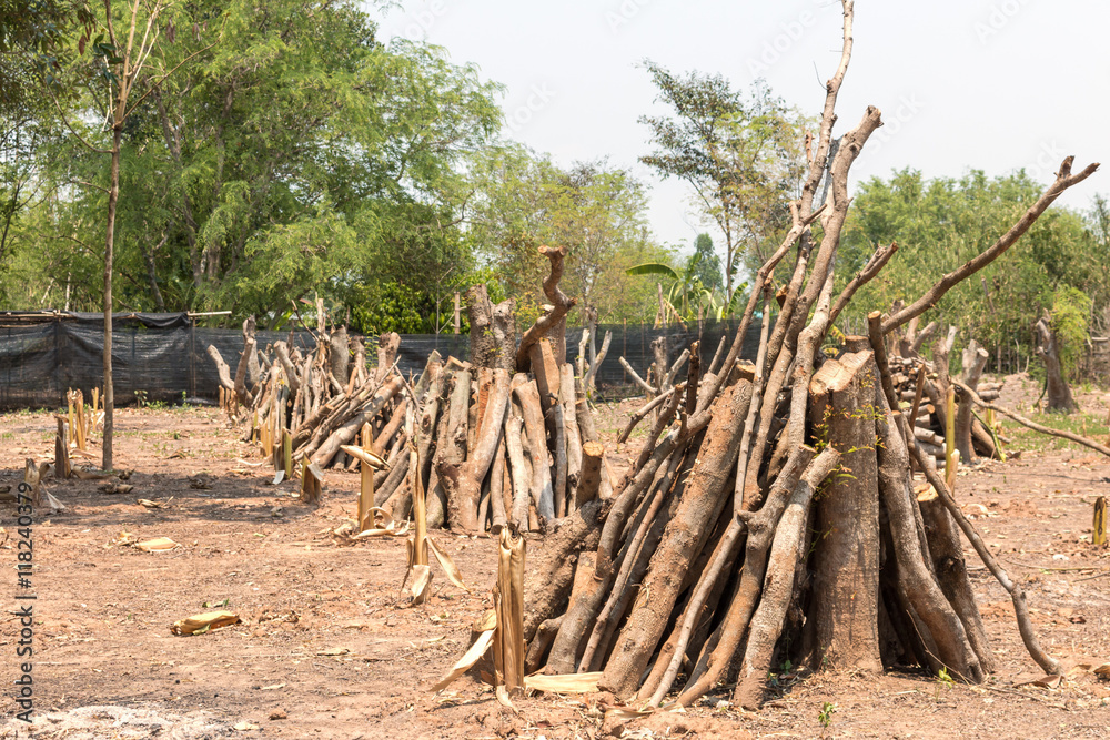 Cut down trees - Effects of destruction forests, Global warming, Cut down trees - Effects of destruction forests, Global warming,