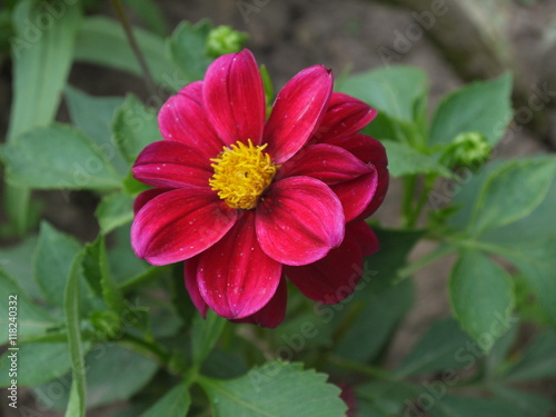 Георгин летний