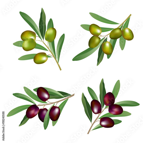 Set of olive branches (Olea europaea) with green and black olives. Hand drawn realistic vector illustration isolated on white background.