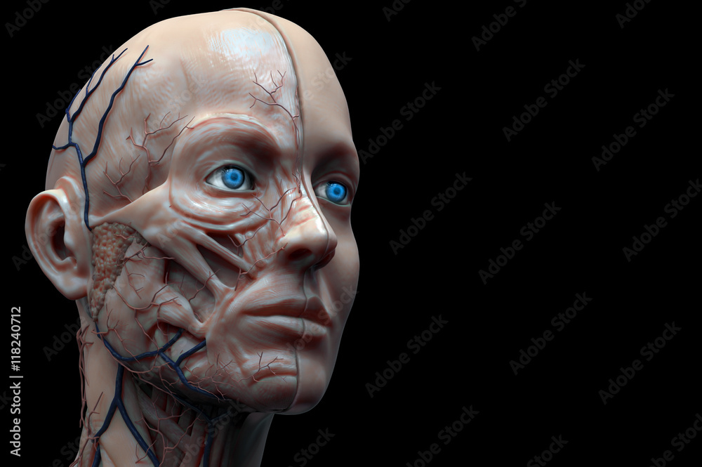 isolated head anatomy of a female - muscle anatomy of the face , medical  image reference of human anatomy in realistic 3D rendering Stock  Illustration | Adobe Stock