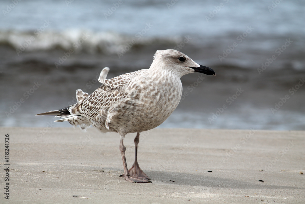 European herring gull at the seaside. Juvenile herring gull European herring gull at the seaside. Juvenile herring gull