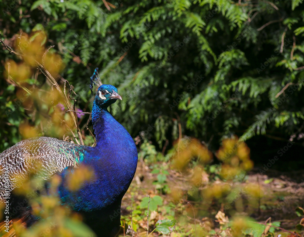 Obraz premium Peacock Indian peafowl in the forest