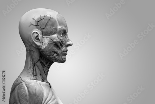 Human anatomy of a female isolated - muscle anatomy of the face neck and shoulder , medical image reference of human anatomy in realistic black and white 3D rendering