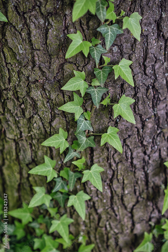 Ivy, Hedera helix or European ivy climbing on rough bark of a tree Ivy, Hedera helix or European ivy climbing on rough bark of a tree