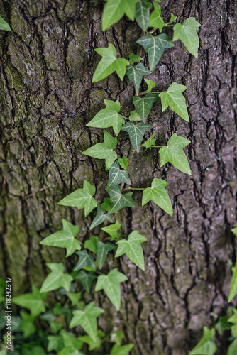 Ivy  Hedera helix or European ivy climbing on rough bark of a tree