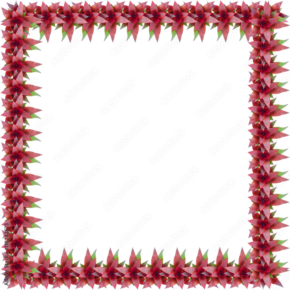 Obraz premium Bromeliad frame isolated on white background