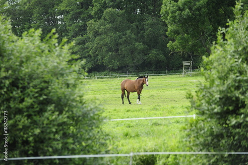 Pferd auf Weide photo