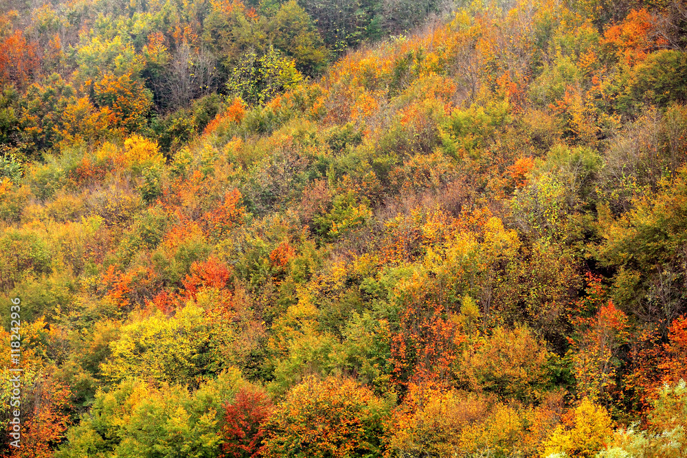 colorful leaves in autumn colorful leaves in autumn