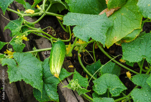 one cucumber in rain drops lies on the edge of the garden bed