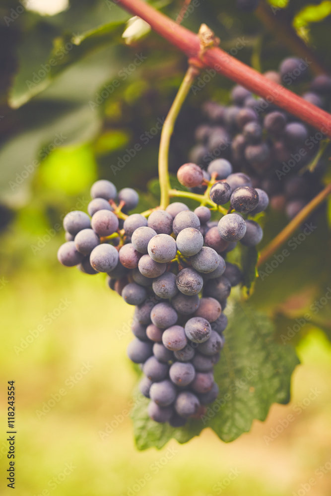 Branch of red wine grapes, toned