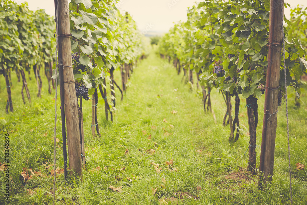 Wunschmotiv: Vineyard in the summer on a cloudy day, toned #118243596