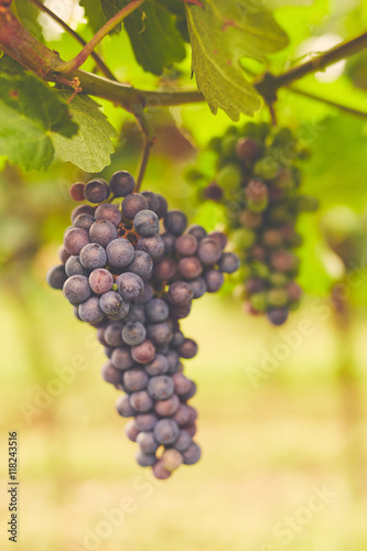 Branch of red wine grapes, toned