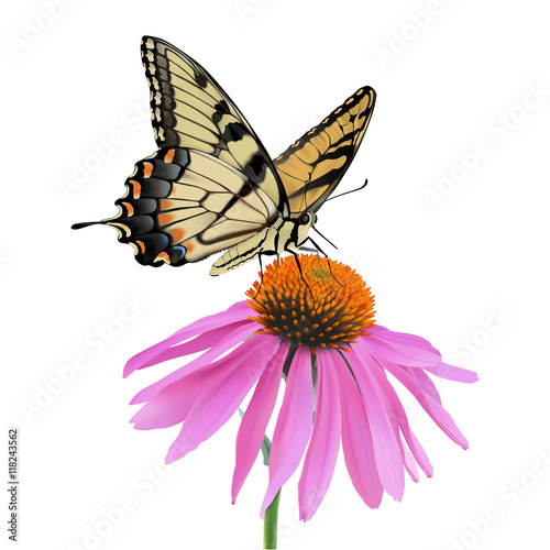 Swallowtail Butterfly and Coneflower.
Hand drawn vector illustration of a Swallowtail Butterfly sipping nectar from a coneflower on transparent background.
 photo