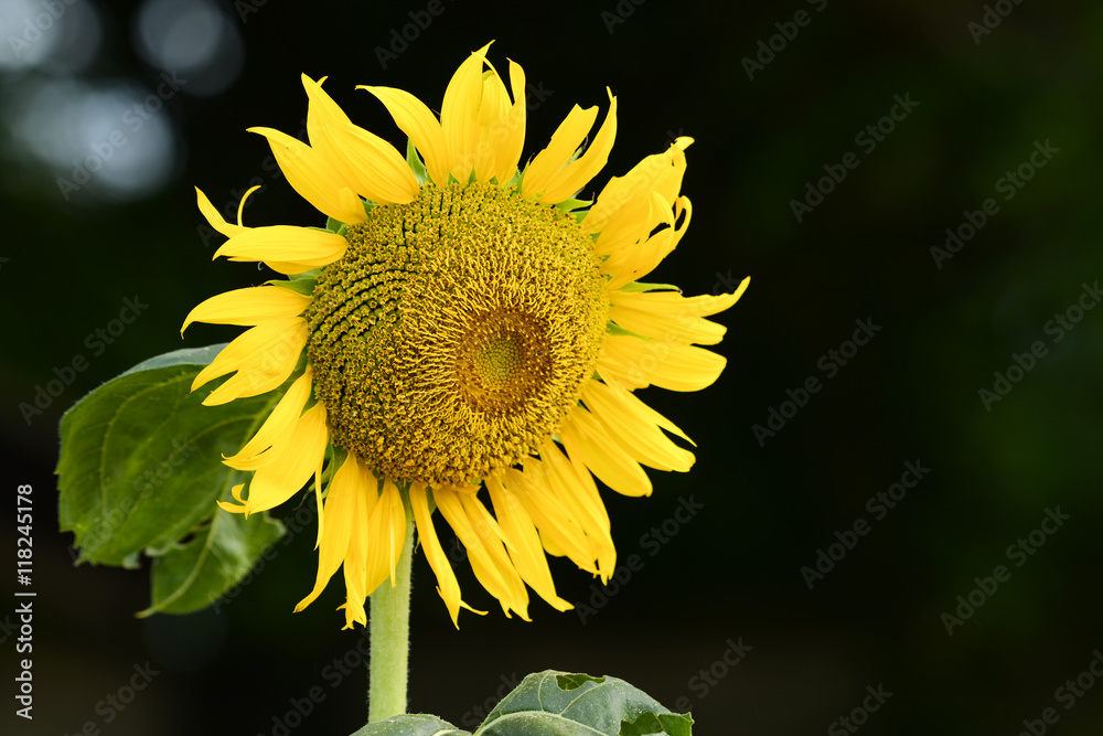 Naklejka premium sunflowers