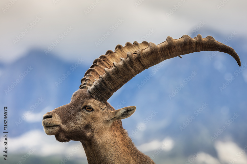 Alpine ibex (Capra ibex) in Mont Blanc, France Alpine ibex (Capra ibex) in Mont Blanc, France