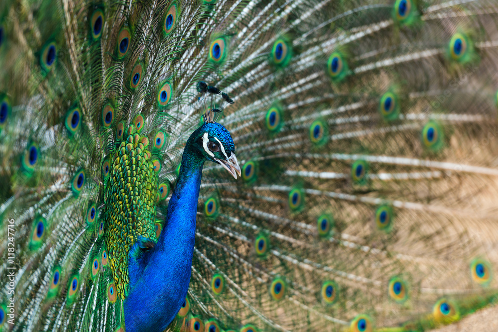 Fototapeta premium Beautiful peacock with opened tail