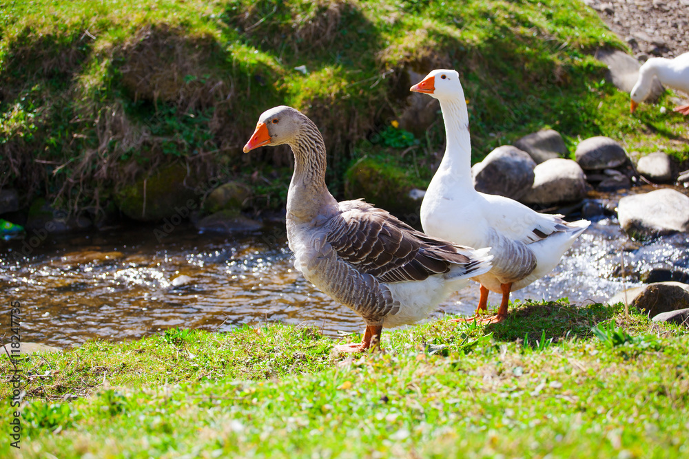 Geese grazing on pasture. Geese grazing on pasture.