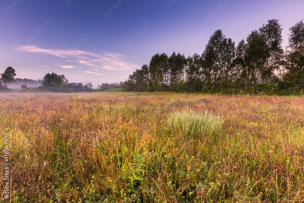 Morning foggy meadow in polish countryside