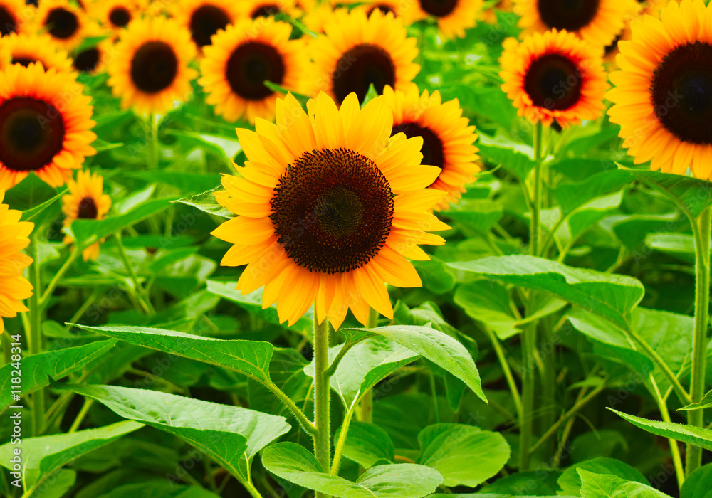 Obraz premium ひまわり畑 